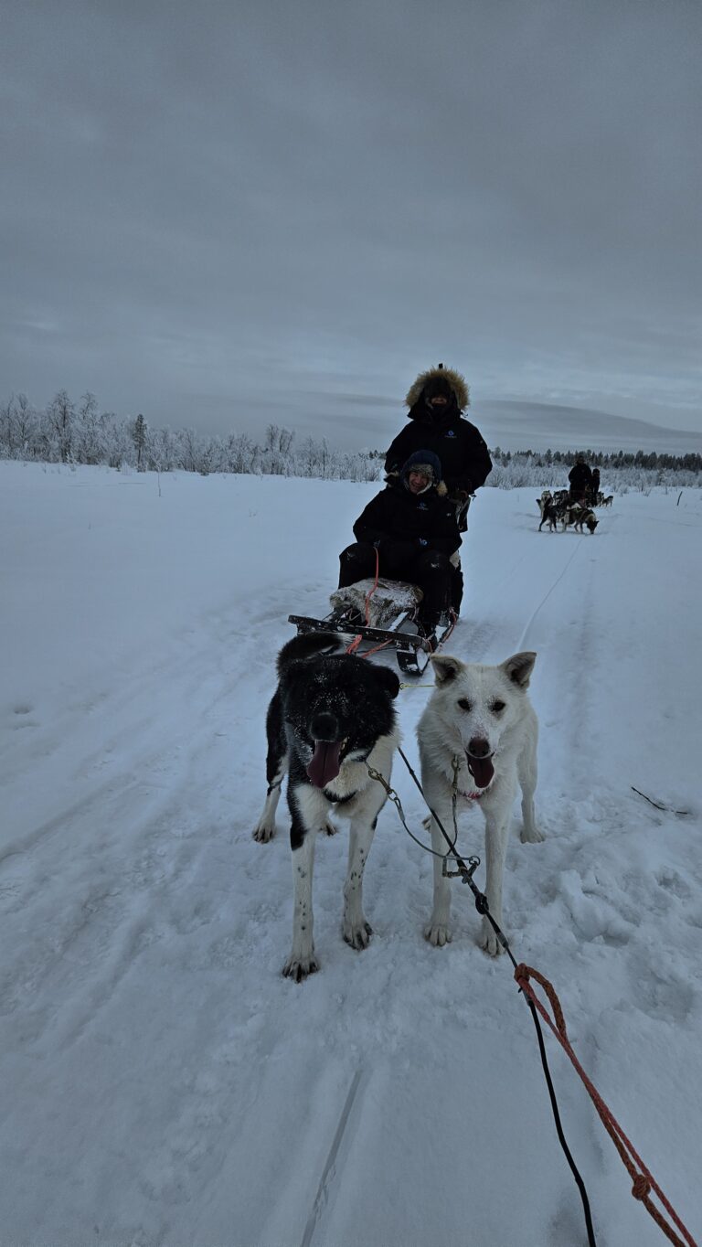 18 février 2026 chiens de traineau