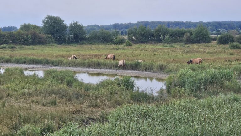 Jour 11 : du Crotoy à St Valery sur Somme
